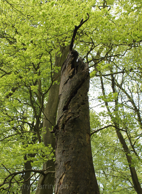 twisted beech
